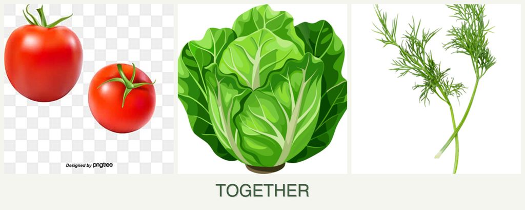 Can you plant tomatoes, lettuce and dill together?