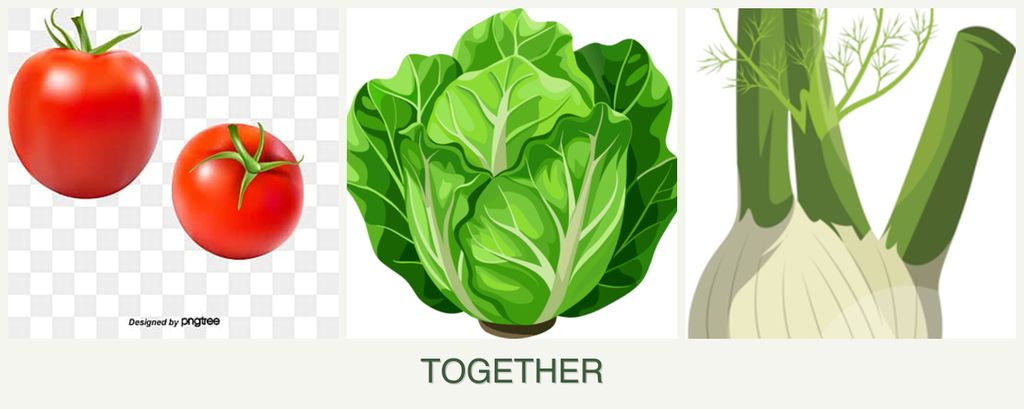 Can you plant tomatoes, lettuce and fennel together?