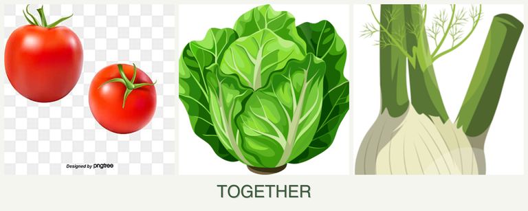 Can you plant tomatoes, lettuce and fennel together?