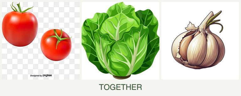 Can you plant tomatoes, lettuce and garlic together?