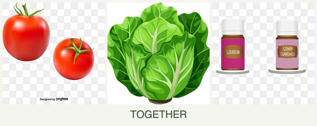 Can you plant tomatoes, lettuce and geraniums together?