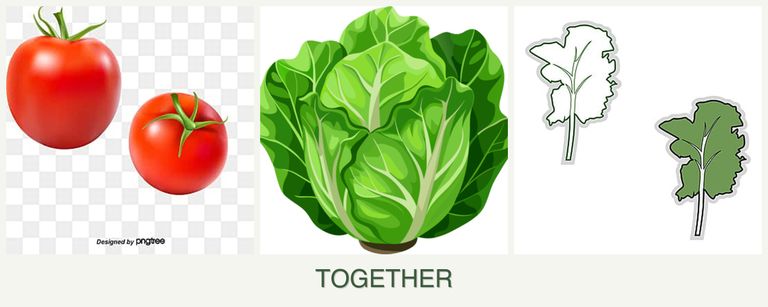 Can you plant tomatoes, lettuce and kale together?