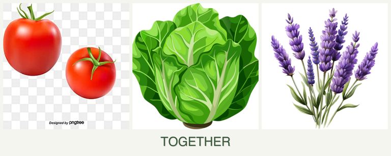 Can you plant tomatoes, lettuce and lavender together?