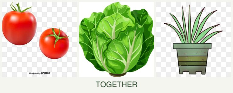 Can you plant tomatoes, lettuce and lemongrass together?