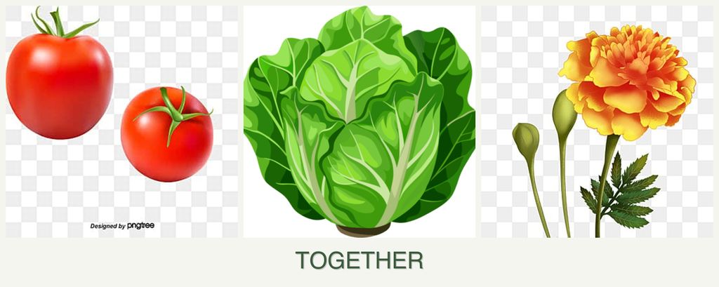 Can you plant tomatoes, lettuce and marigolds together?