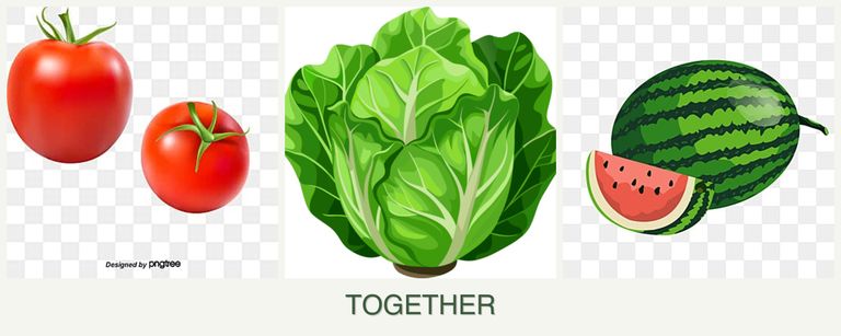 Can you plant tomatoes, lettuce and melons together?