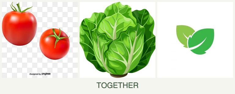 Can you plant tomatoes, lettuce and mint together?