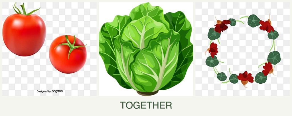 Can you plant tomatoes, lettuce and nasturtiums together?