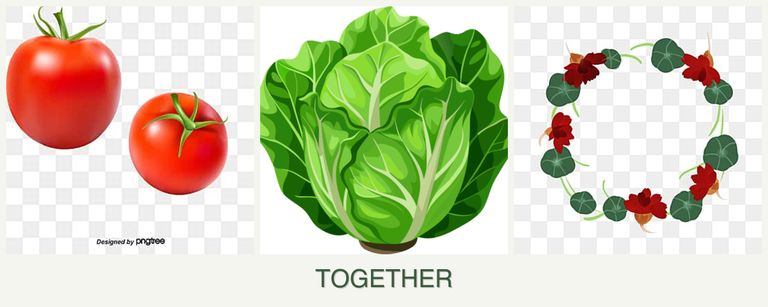 Can you plant tomatoes, lettuce and nasturtiums together?