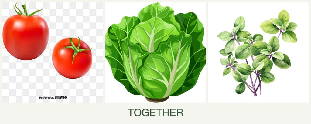 Can you plant tomatoes, lettuce and oregano together?