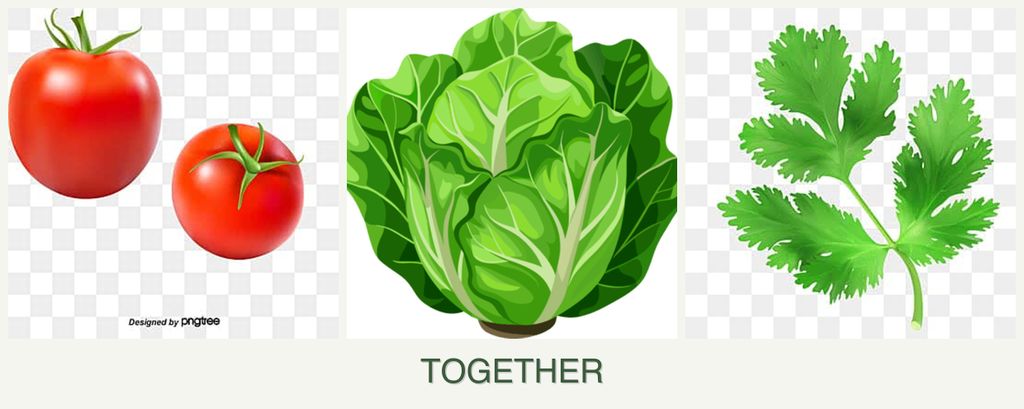 Can you plant tomatoes, lettuce and parsley together?
