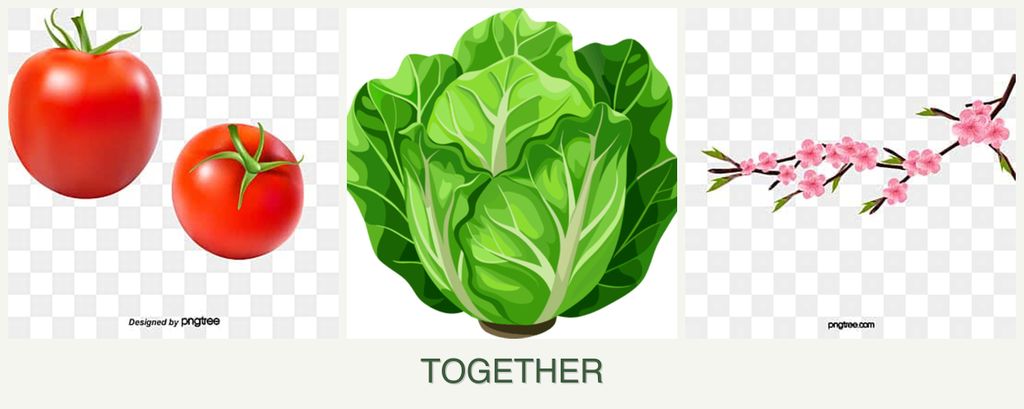 Can you plant tomatoes, lettuce and peaches together?