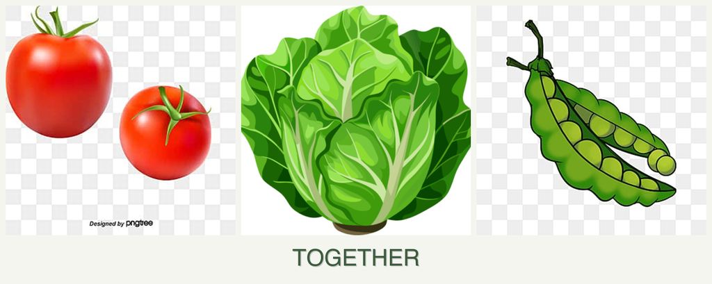 Can you plant tomatoes, lettuce and peas together?