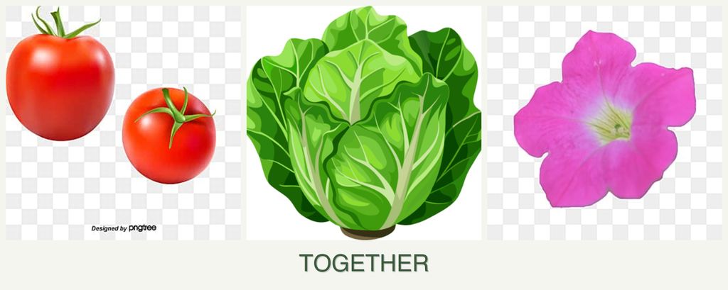 Can you plant tomatoes, lettuce and petunias together?