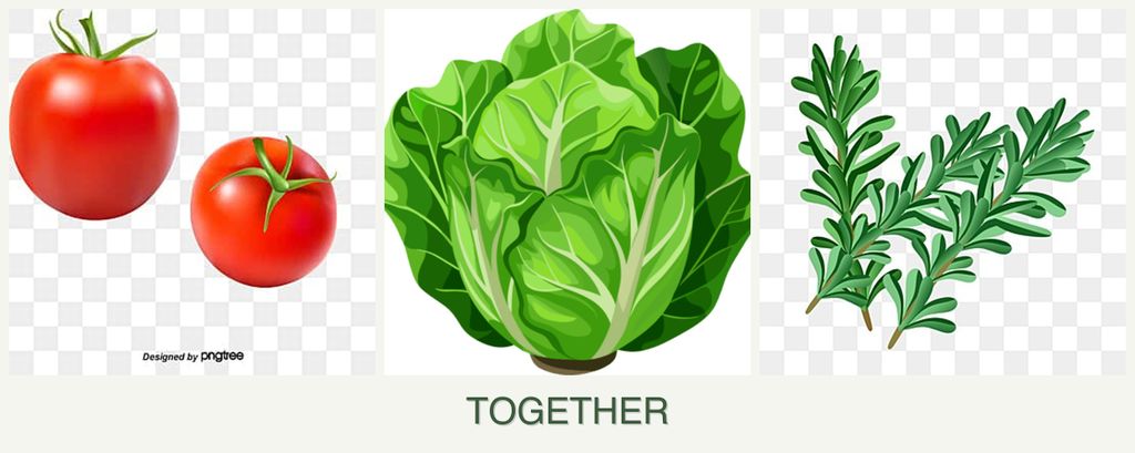Can you plant tomatoes, lettuce and rosemary together?