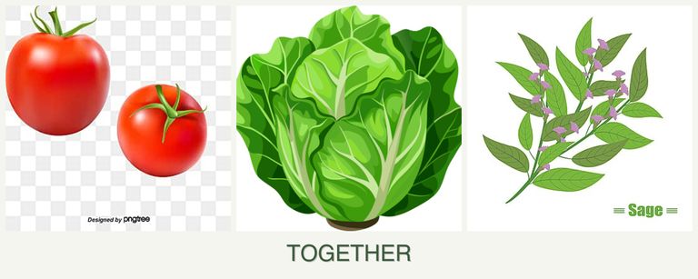 Can you plant tomatoes, lettuce and sage together?