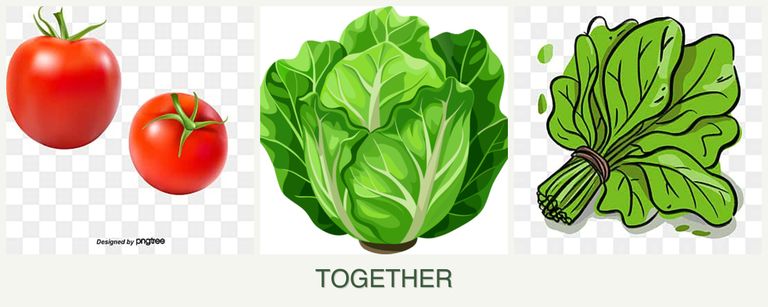 Can you plant tomatoes, lettuce and spinach together?