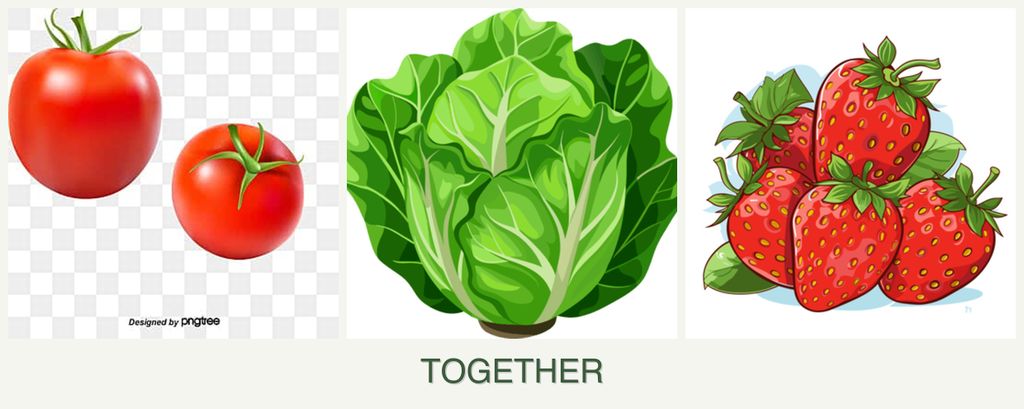 Can you plant tomatoes, lettuce and strawberries together?