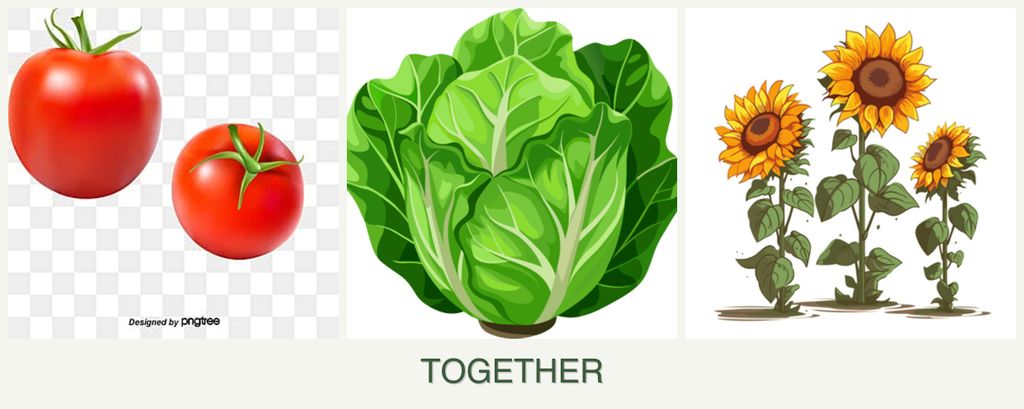 Can you plant tomatoes, lettuce and sunflowers together?