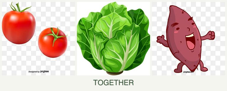 Can you plant tomatoes, lettuce and sweet potatoes together?