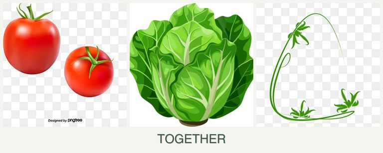 Can you plant tomatoes, lettuce and tarragon together?