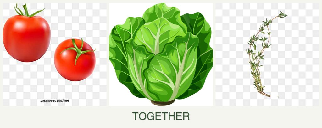 Can you plant tomatoes, lettuce and thyme together?