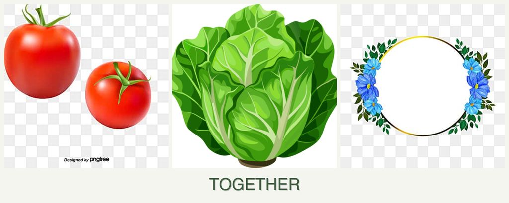Can you plant tomatoes, lettuce and zinnias together?