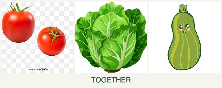 Can you plant tomatoes, lettuce and zucchini together?