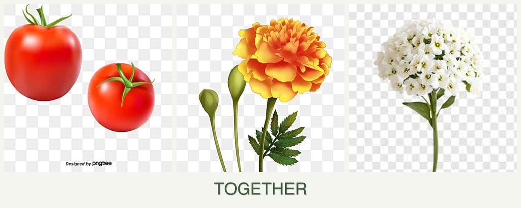 Can you plant tomatoes, marigolds and alyssum together?