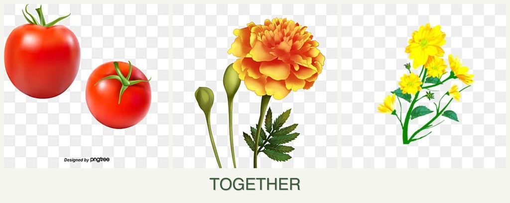 Can you plant tomatoes, marigolds and calendula together?