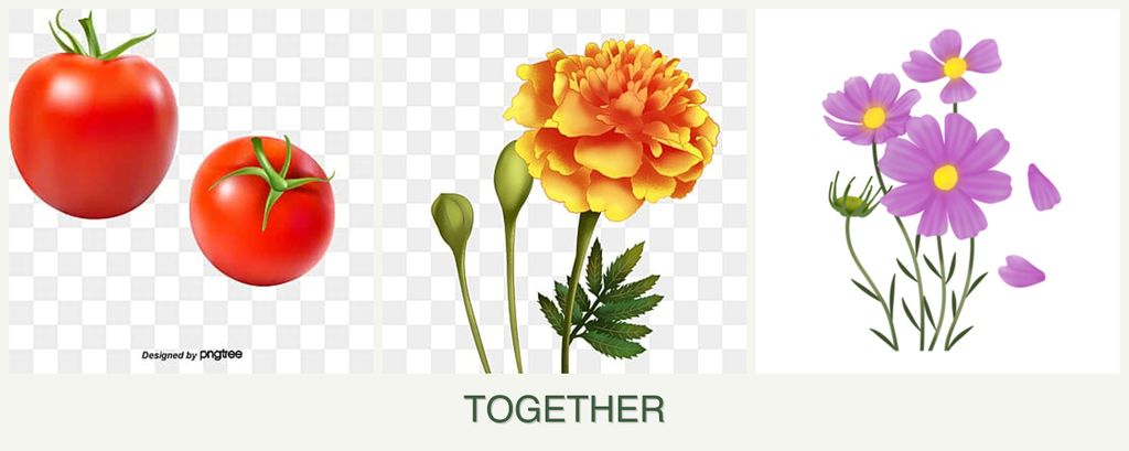 Can you plant tomatoes, marigolds and cosmos together?