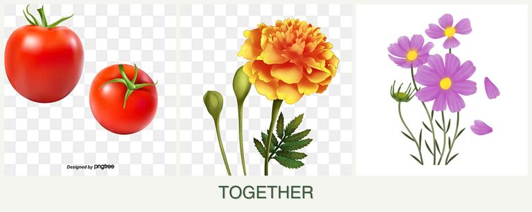 Can you plant tomatoes, marigolds and cosmos together?