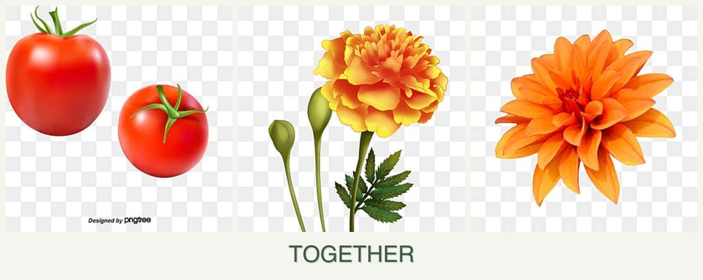 Can you plant tomatoes, marigolds and dahlias together?