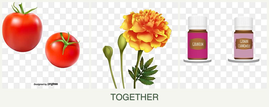 Can you plant tomatoes, marigolds and geraniums together?