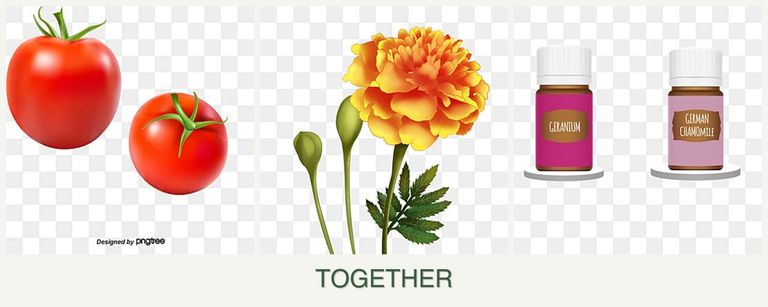 Can you plant tomatoes, marigolds and geraniums together?