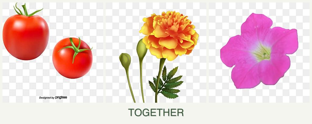 Can you plant tomatoes, marigolds and petunias together?