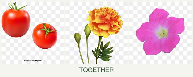 Can you plant tomatoes, marigolds and petunias together?