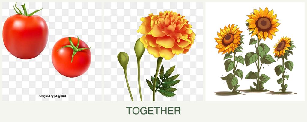 Can you plant tomatoes, marigolds and sunflowers together?