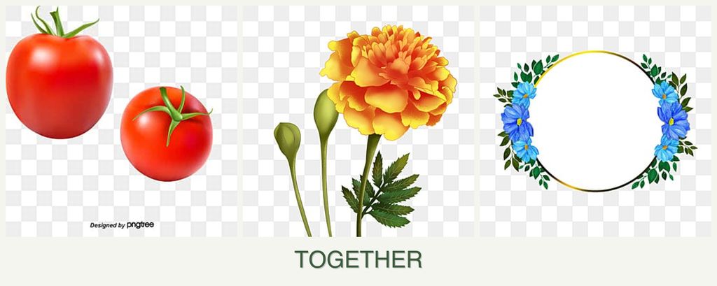 Can you plant tomatoes, marigolds and zinnias together?