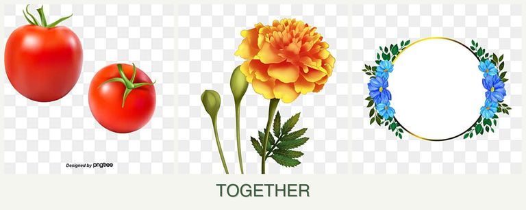 Can you plant tomatoes, marigolds and zinnias together?