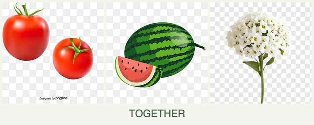 Can you plant tomatoes, melons and alyssum together?