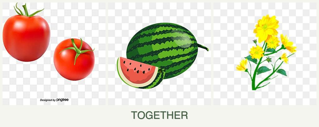 Can you plant tomatoes, melons and calendula together?