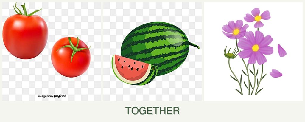 Can you plant tomatoes, melons and cosmos together?