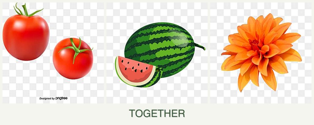 Can you plant tomatoes, melons and dahlias together?