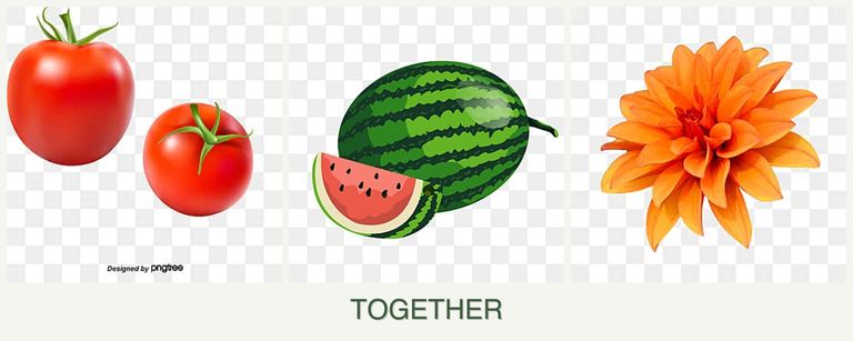Can you plant tomatoes, melons and dahlias together?