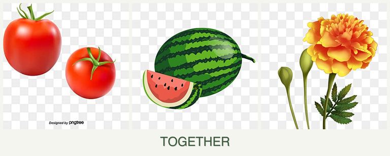 Can you plant tomatoes, melons and marigolds together?
