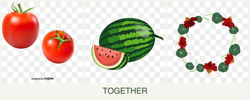 Can you plant tomatoes, melons and nasturtiums together?