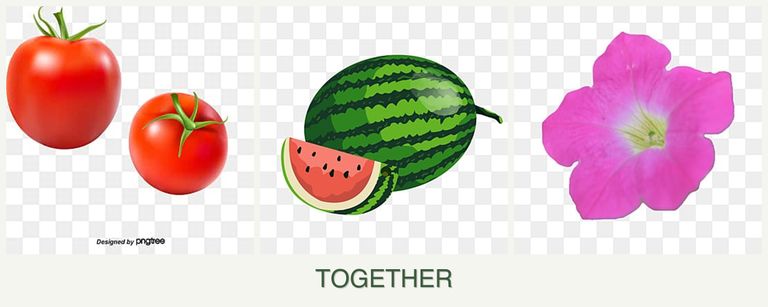 Can you plant tomatoes, melons and petunias together?