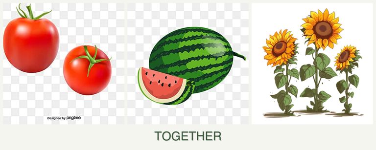 Can you plant tomatoes, melons and sunflowers together?