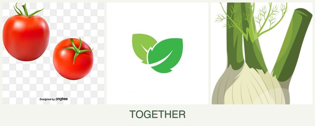 Can you plant tomatoes, mint and fennel together?